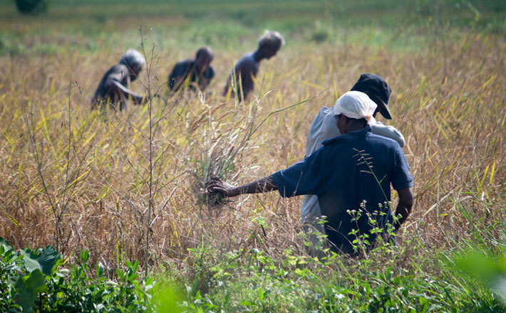 Men weeding a field