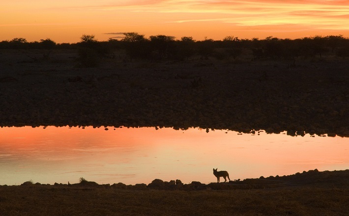 Jackal at Sunset