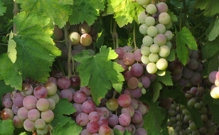 It's Harvest Time in Bekaa Valley, Lebanon