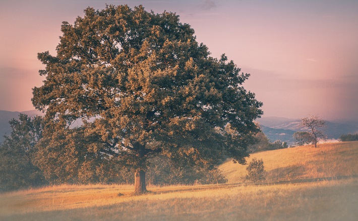 [H]e took a large stone, and set it up there under the oak. - Joshua 24:26