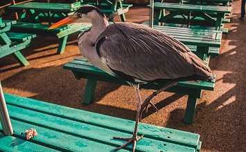 Bird on picnic table