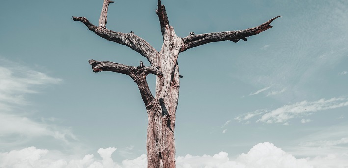 cross-shaped tree