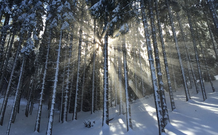 snowy trees in forest with sunlight