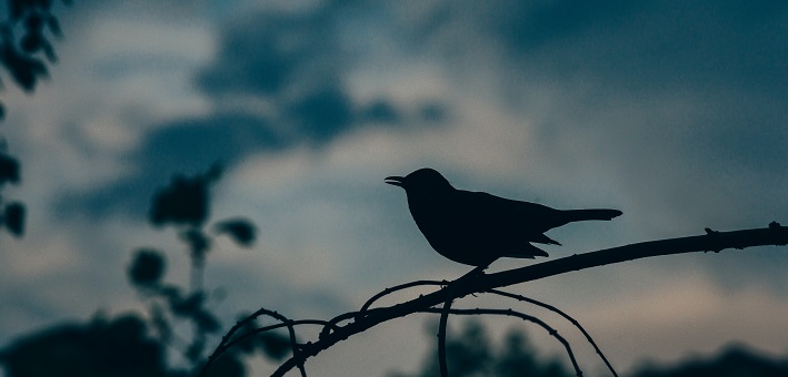 bird silhouette in twilight