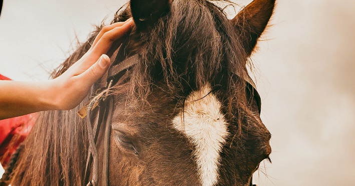 hand stroking colt's head