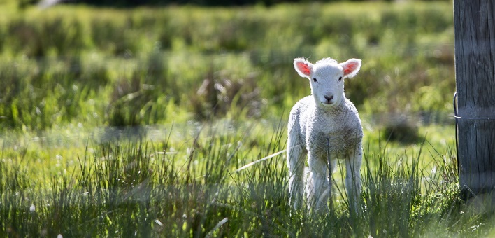 lamb in green field