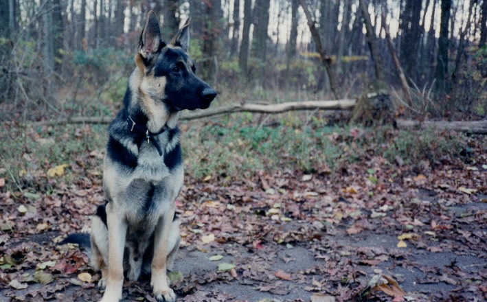 Sprocket the German Shepherd