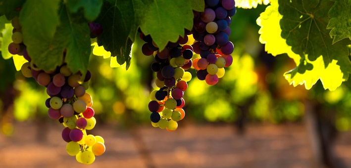 grapes on vine in sunlight