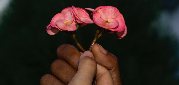 two hands holding flowers