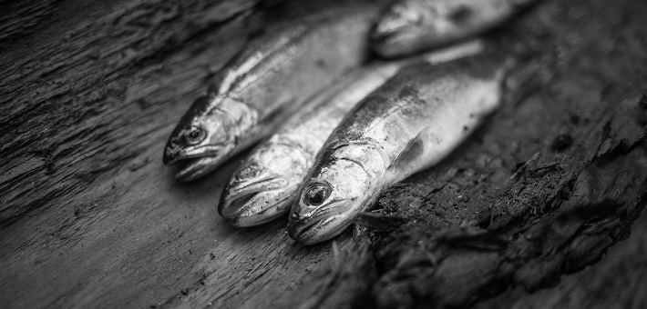 dried fish on a board