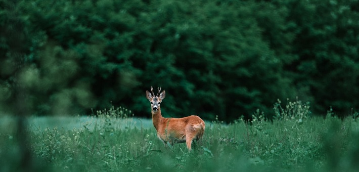 Dear standing in forest