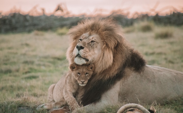 Male lion with cub