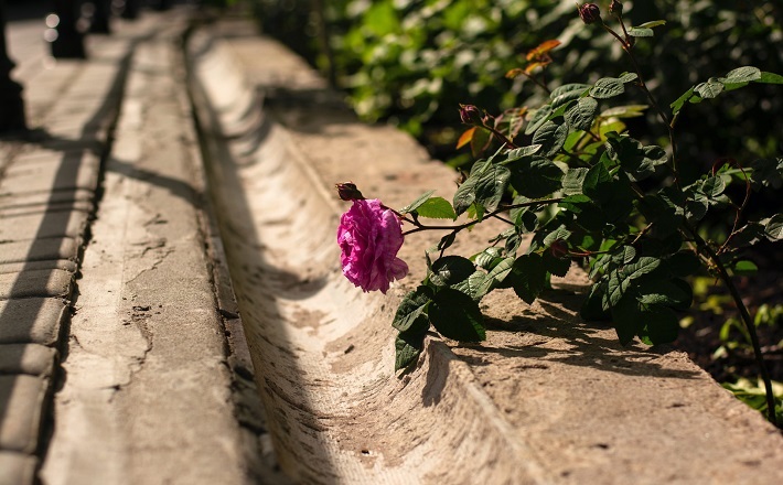 Rose growing on concrete