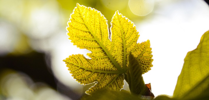 Fig leaf budding out