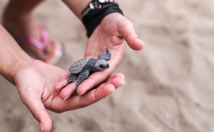 Person holding baby sea turtle