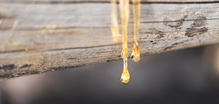 golden resin on tree trunk