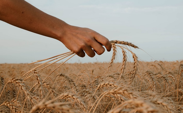 hand clasping wheat in front of wheat field