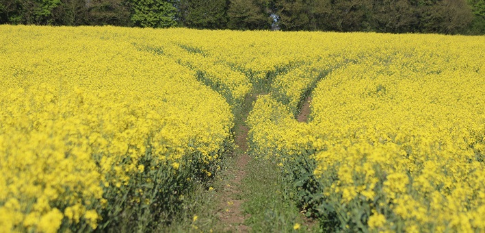 tracks through field of yellow flowers