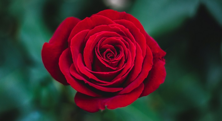 stunning red rose on green backdrop