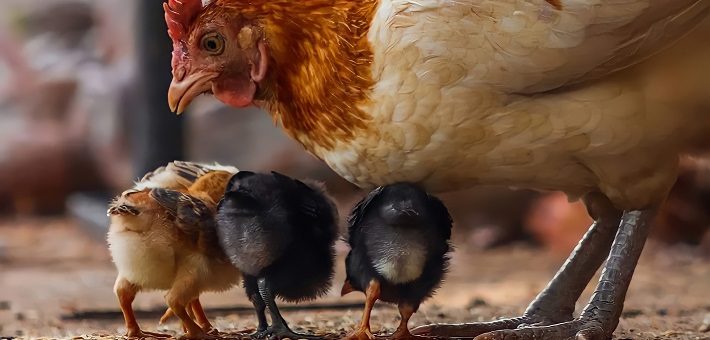 hen and chicks