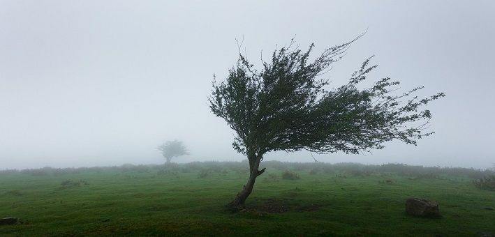 windswept tree in foggy landscape