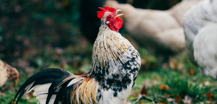 Rooster crowing