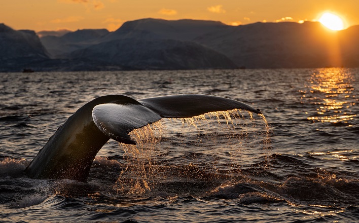 whale tale emerging at sunset