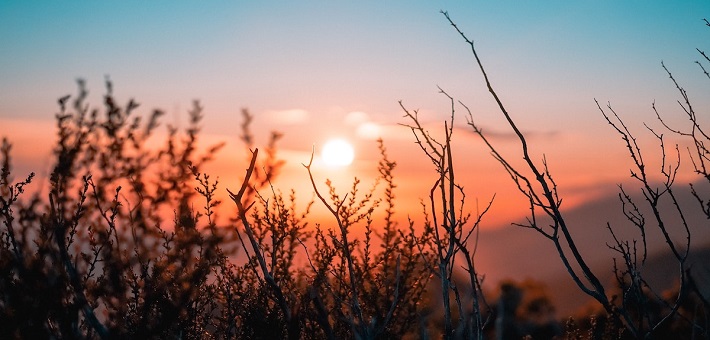 sunrise seen through prairie grasses