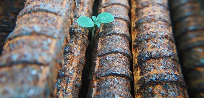 Seedling growing between iron bars