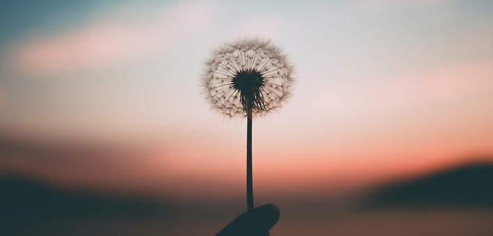 dandelion seeds in front of sunset