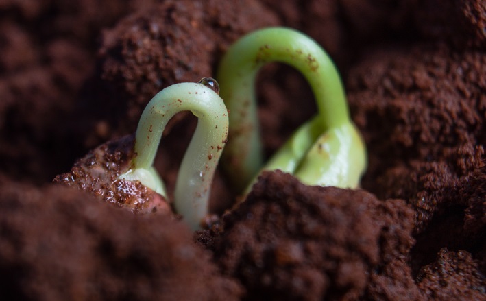 Seedlings emerging from soil