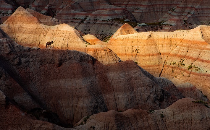 goat standing in badlands of South Dakota