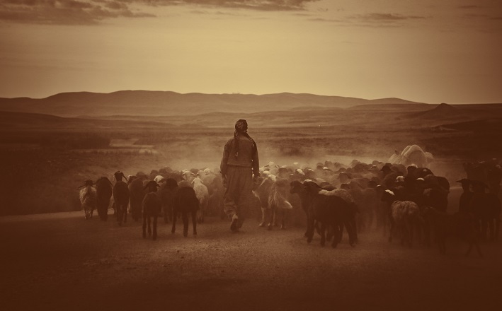 Dusty shepherd follows flock