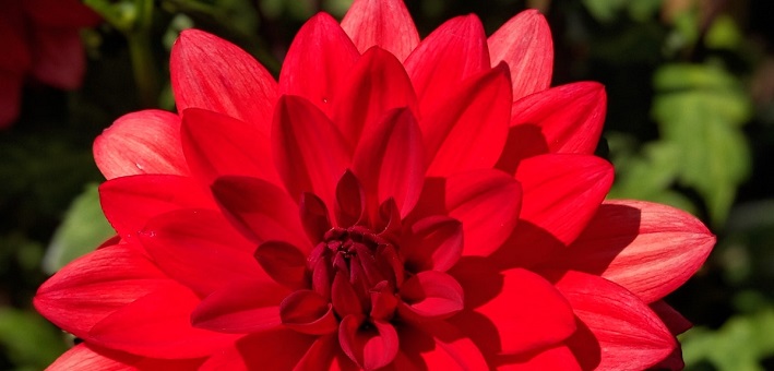 red dahlia flower in sun