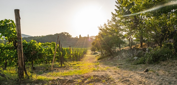 Sunshine on grape vines in Italy