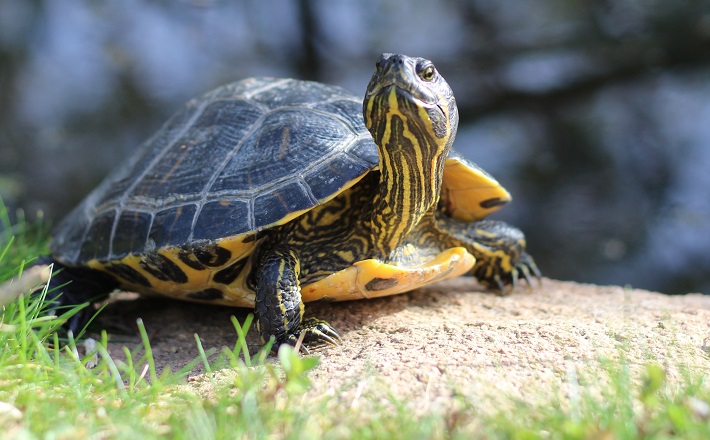 turtle on gravel pathway