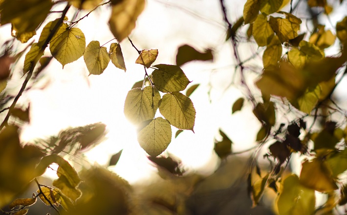 Basswood (linden) leaves in late afternoon sun.