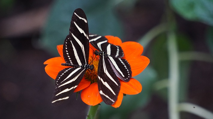 Two butterflies on an orange flower