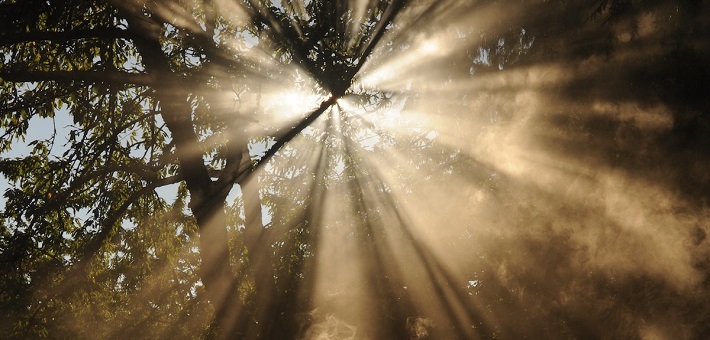 sunbeams bursting through treetop canopy