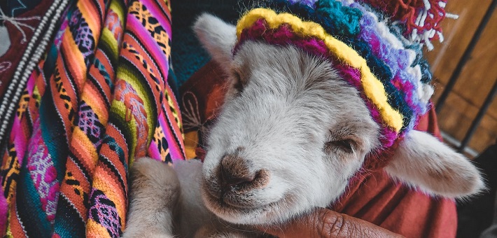 Lamb with knit hat held like a baby by shepherd