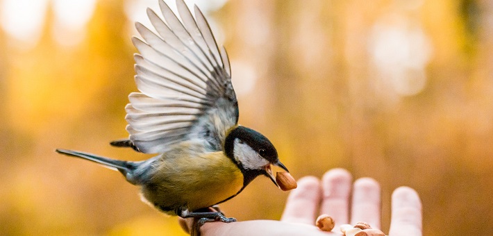 bird with extended wings feeding from open hand