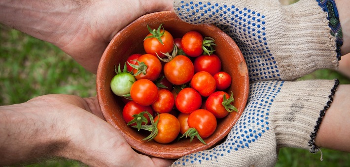 two people hold bowl of cherry tomatoes