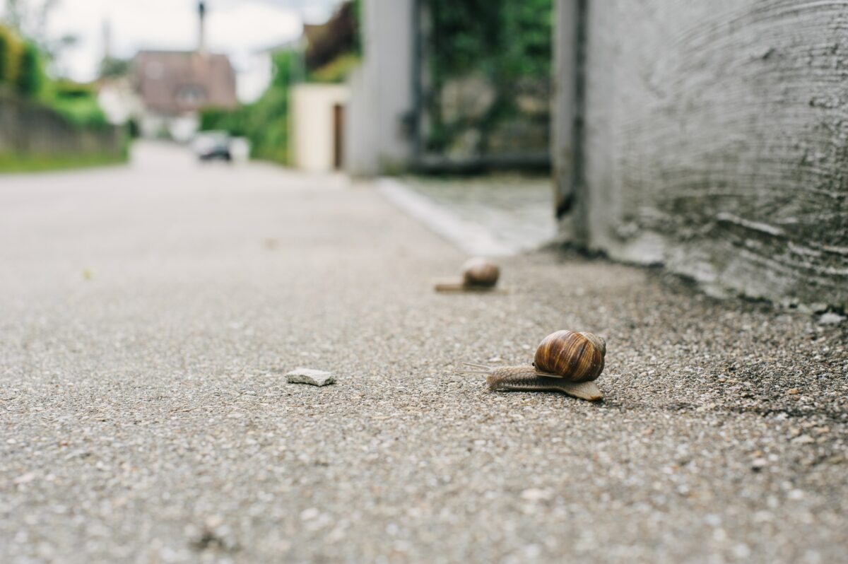 two snails on grey pavement in a city