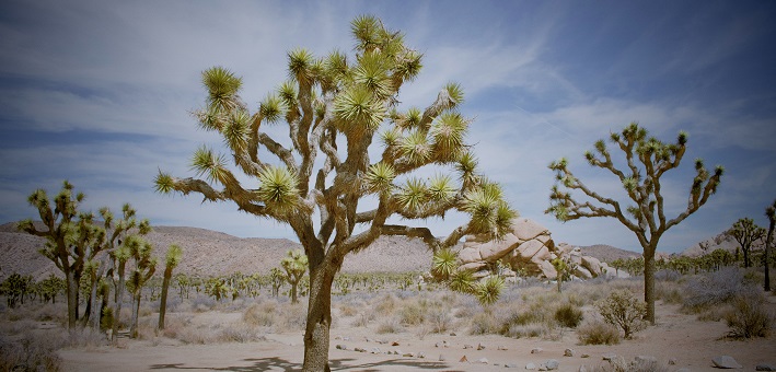 Joshua tree in harsh midday light