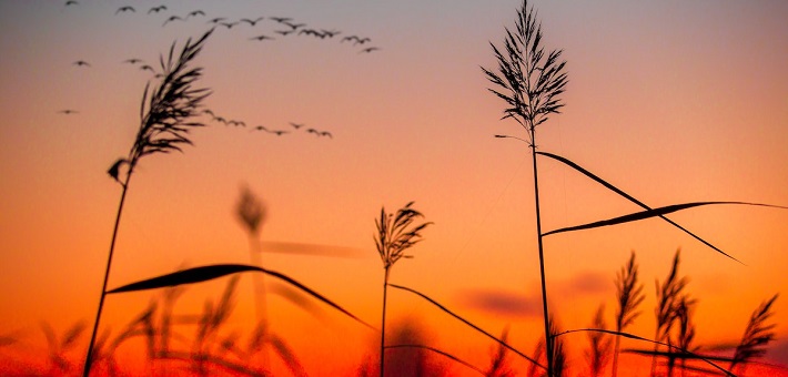 birds flying past prairie grasses at sunset