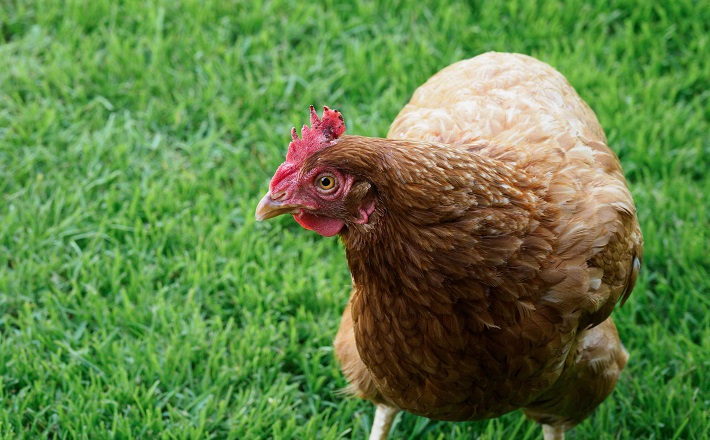 scared brown chicken in grass