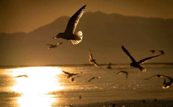 Seagulls flying over water at sunset