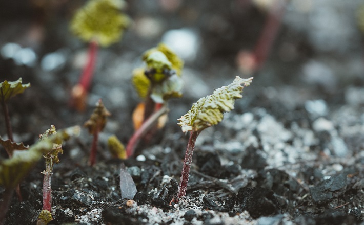 rhubarb shoot emerging from frosty soil