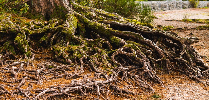 tree roots extending across the ground