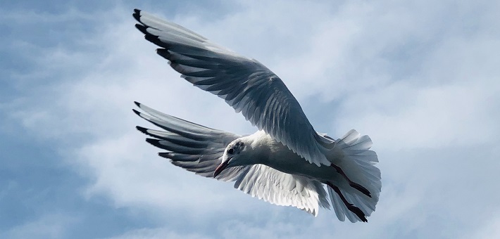 Dove flying in front of puffy clouds